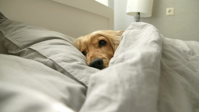English Cocker Spaniel sleeps in bed under the covers. Tired dog resting at home. Sick pet. 