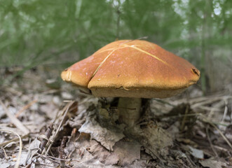 Boletus mushroom with a brown cap in the autumn forest. Close-up.