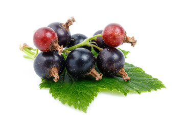 Summer blackcurrant with green leaves on a white background, berries close-up.