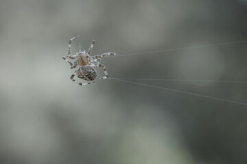 Cross spider crawling on a spider thread. Halloween fright. A useful hunter among