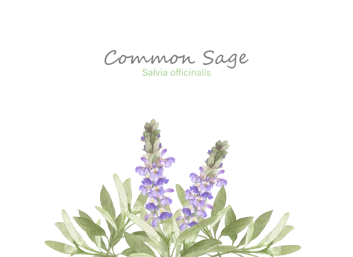 Watercolor Herb Images Browse 50 Stock Photos Vectors And Video Adobe Stock