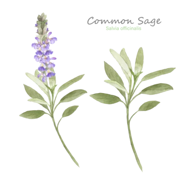 Watercolor Herb Images Browse 50 Stock Photos Vectors And Video Adobe Stock