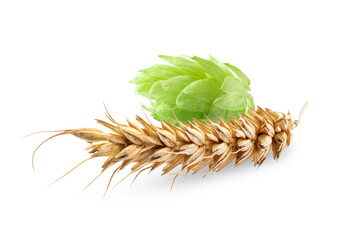 Fresh green hop and dry ear of wheat on white background