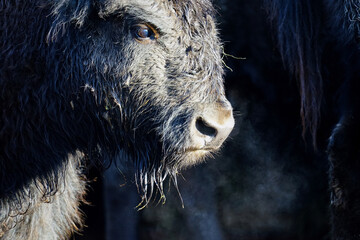 Portrait eines Bison an einem kaltem Wintertag