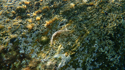 Obraz na płótnie Canvas Sphynx blenny (Aidablennius sphynx) undersea, Aegean Sea, Greece, Halkidiki