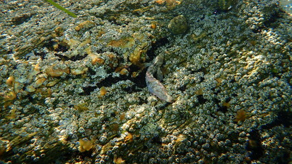 Sphynx blenny (Aidablennius sphynx) undersea, Aegean Sea, Greece, Halkidiki