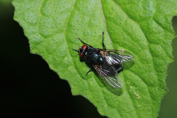 calliphora vicina fly macro photo