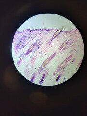 Pelle al microscopio 