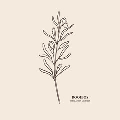 Obraz premium Hand drawn rooibos branch illustration