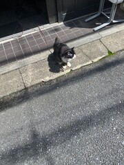 Cute cat on the street of narrow path Tokyo, year 2022 Nezu district
