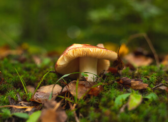 Single mushroom growing on the forest floor