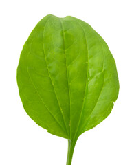 Plantain leaf, medicinal plant isolated on white background. © malshak_off