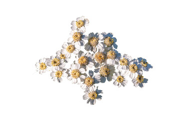 Achillea ptarmica - Sneezewort - Achillée sternutatoire - Achillée ptarmique © Thomas