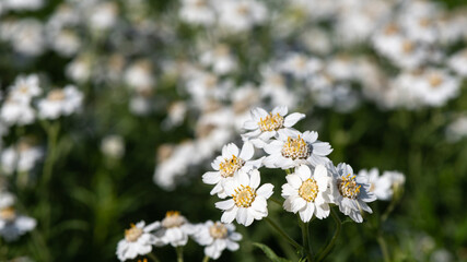 Achillea ptarmica - Sneezewort - Achillée sternutatoire - Achillée ptarmique