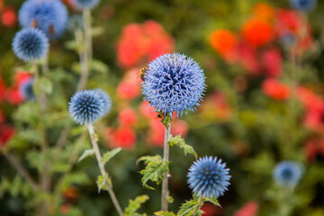 Flowers of Echinops ritro, the southern globe thistle. A species of flowering plant in the family Asteraceae. 