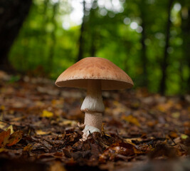 Blusher mushroom in forest
