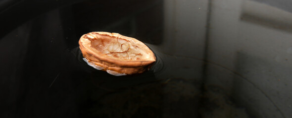 A nut floating on dark water.