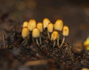 Coprinus Micaceus mushrooms growing in the group on forest floor