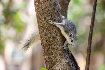 squirrel on a tree