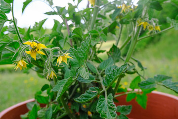 Obraz premium Tomato flowers close-up. brown vase with a tomato bush close-up. Gardening, balcony gardening, gardening in the city