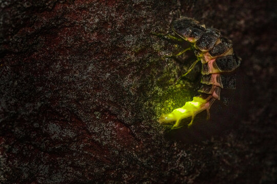 Glühwürmchen Männchen nachts leuchtend