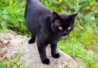Black stray cat outdoor portrait. Selective focus.
