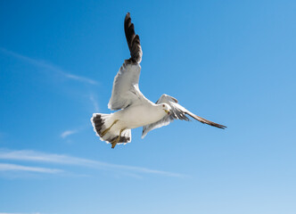 Flying seagull over blue sky.
