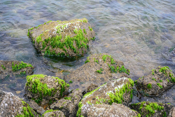 Green algae on a stone by the seashore.
