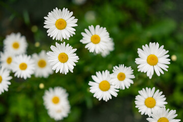 Daisies in the field. Selective focus.