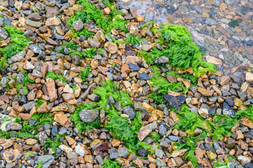 Green algae on a stone by the seashore.