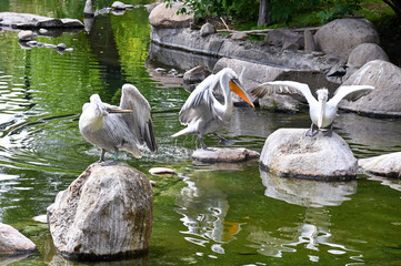 White pelicans sit on stones in a pond 