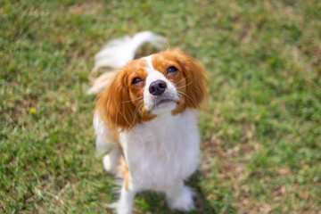 Adorable puppy Cavalier King Charles Spaniel looking up on the garden grass. Closeup outdoor dog portrait with copy space. 
