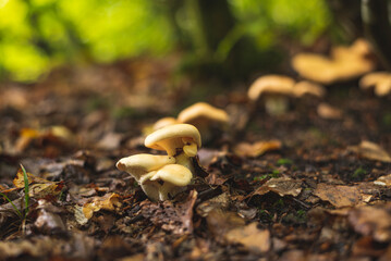 Edible sweet tooth mushrooms growing on the forest floor