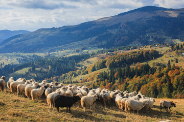 flock of sheeps in the mountains © sashkohtoce