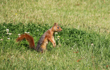 Squirrel Standing