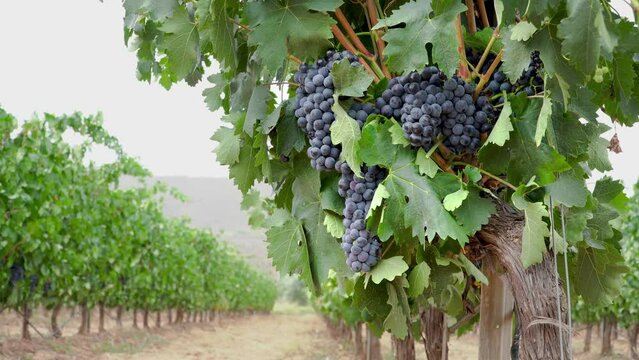 grapevines with grape bunches on a vineward at La Rioja. 4k horizontal video
