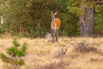 Deer, Red Deer - 532412046