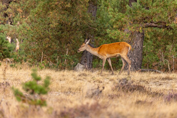 Deer, Red Deer - 532412048