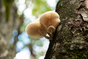Porcelain mushrooms growing on beech tree in forest