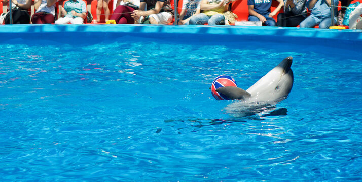 Marine mammal Dolphin in the blue water of a pool or Dolphinarium.