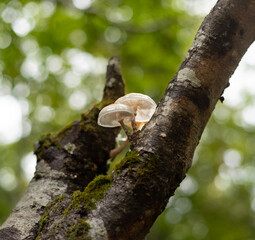 Porcelain mushrooms growing on beech tree in forest