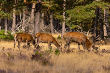 Deer, Red Deer - 532412223