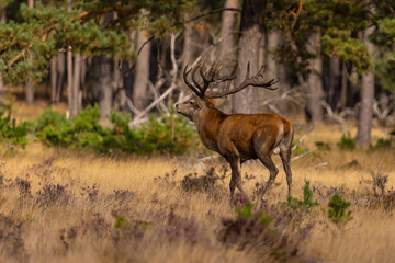 Deer, Red Deer - 532412228