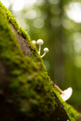 Porcelain mushrooms growing on beech tree in forest