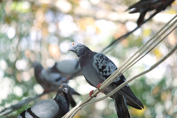 pigeon on a cable