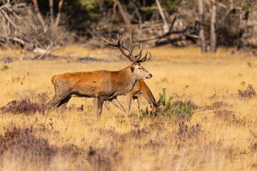 Deer, Red Deer - 532412667