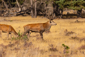 Deer, Red Deer - 532412674