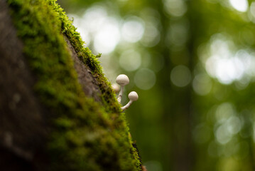Porcelain mushrooms growing on beech tree in forest