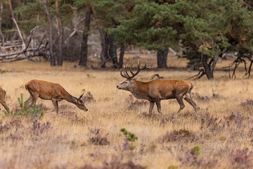 Deer, Red Deer - 532412699