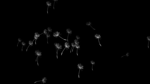 Flying dandelion seeds imitation from particles, effect for overlay on a black background. blooming white dandelion